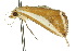  ( - 10ANIC-01653)  @13 [ ] CreativeCommons - Attribution (2010) CBG Photography Group Centre for Biodiversity Genomics