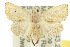  ( - 10ANIC-01661)  @11 [ ] CreativeCommons - Attribution (2010) CBG Photography Group Centre for Biodiversity Genomics