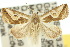  ( - 10ANIC-01665)  @11 [ ] CreativeCommons - Attribution (2010) CBG Photography Group Centre for Biodiversity Genomics