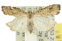  (Luceria oculalis - 10ANIC-01672)  @14 [ ] CreativeCommons - Attribution (2010) CBG Photography Group Centre for Biodiversity Genomics
