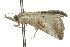  ( - 10ANIC-01688)  @13 [ ] CreativeCommons - Attribution (2010) CBG Photography Group Centre for Biodiversity Genomics