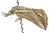  ( - 10ANIC-01691)  @13 [ ] CreativeCommons - Attribution (2010) CBG Photography Group Centre for Biodiversity Genomics
