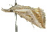  ( - 10ANIC-01692)  @13 [ ] CreativeCommons - Attribution (2010) CBG Photography Group Centre for Biodiversity Genomics