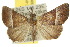  (Hypena orthographa - 10ANIC-01696)  @15 [ ] CreativeCommons - Attribution (2010) CBG Photography Group Centre for Biodiversity Genomics