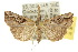  ( - 10ANIC-01699)  @14 [ ] CreativeCommons - Attribution (2010) CBG Photography Group Centre for Biodiversity Genomics