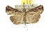  ( - 10ANIC-01700)  @14 [ ] CreativeCommons - Attribution (2010) CBG Photography Group Centre for Biodiversity Genomics