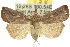  (Hypena subvittalis - 10ANIC-01702)  @15 [ ] CreativeCommons - Attribution (2010) CBG Photography Group Centre for Biodiversity Genomics