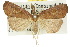  ( - 10ANIC-01703)  @11 [ ] CreativeCommons - Attribution (2010) CBG Photography Group Centre for Biodiversity Genomics