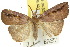  ( - 10ANIC-01704)  @11 [ ] CreativeCommons - Attribution (2010) CBG Photography Group Centre for Biodiversity Genomics