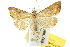  ( - 10ANIC-01705)  @14 [ ] CreativeCommons - Attribution (2010) CBG Photography Group Centre for Biodiversity Genomics