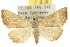  ( - 10ANIC-01707)  @14 [ ] CreativeCommons - Attribution (2010) CBG Photography Group Centre for Biodiversity Genomics