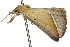  ( - 10ANIC-01708)  @12 [ ] CreativeCommons - Attribution (2010) CBG Photography Group Centre for Biodiversity Genomics