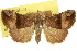  (Hypena incognata - 10ANIC-01711)  @11 [ ] CreativeCommons - Attribution (2010) CBG Photography Group Centre for Biodiversity Genomics