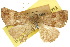  ( - 10ANIC-01712)  @11 [ ] CreativeCommons - Attribution (2010) CBG Photography Group Centre for Biodiversity Genomics