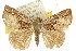  (Hypena mandatalis - 10ANIC-01713)  @15 [ ] CreativeCommons - Attribution (2010) CBG Photography Group Centre for Biodiversity Genomics