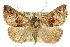  ( - 10ANIC-01716)  @15 [ ] CreativeCommons - Attribution (2010) CBG Photography Group Centre for Biodiversity Genomics