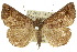  (Hypena isogona - 10ANIC-01717)  @15 [ ] CreativeCommons - Attribution (2010) CBG Photography Group Centre for Biodiversity Genomics