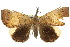  (Hypena gypsospila - 10ANIC-01722)  @14 [ ] CreativeCommons - Attribution (2010) CBG Photography Group Centre for Biodiversity Genomics