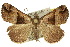  (Hypena gonospilalis - 10ANIC-01723)  @15 [ ] CreativeCommons - Attribution (2010) CBG Photography Group Centre for Biodiversity Genomics
