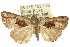  ( - 10ANIC-01725)  @14 [ ] CreativeCommons - Attribution (2010) CBG Photography Group Centre for Biodiversity Genomics