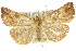  (Hypena pelodes - 10ANIC-01727)  @15 [ ] CreativeCommons - Attribution (2010) CBG Photography Group Centre for Biodiversity Genomics