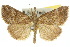  (Hypena hoareae - 10ANIC-01733)  @14 [ ] CreativeCommons - Attribution (2010) CBG Photography Group Centre for Biodiversity Genomics