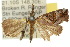  (Hypena sp. ANIC1 - 10ANIC-01737)  @13 [ ] CreativeCommons - Attribution (2010) CBG Photography Group Centre for Biodiversity Genomics