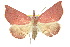  ( - 10ANIC-01758)  @13 [ ] CreativeCommons - Attribution (2010) CBG Photography Group Centre for Biodiversity Genomics