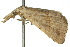  ( - 10ANIC-01769)  @13 [ ] CreativeCommons - Attribution (2010) CBG Photography Group Centre for Biodiversity Genomics