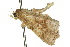  ( - 10ANIC-01788)  @13 [ ] CreativeCommons - Attribution (2010) CBG Photography Group Centre for Biodiversity Genomics