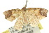  ( - 10ANIC-01790)  @13 [ ] CreativeCommons - Attribution (2010) CBG Photography Group Centre for Biodiversity Genomics