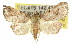  ( - 10ANIC-01792)  @15 [ ] CreativeCommons - Attribution (2010) CBG Photography Group Centre for Biodiversity Genomics