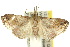  ( - 10ANIC-01793)  @14 [ ] CreativeCommons - Attribution (2010) CBG Photography Group Centre for Biodiversity Genomics