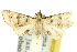  ( - 10ANIC-01794)  @13 [ ] CreativeCommons - Attribution (2010) CBG Photography Group Centre for Biodiversity Genomics