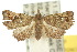  ( - 10ANIC-01806)  @13 [ ] CreativeCommons - Attribution (2010) CBG Photography Group Centre for Biodiversity Genomics