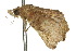  ( - 10ANIC-01807)  @12 [ ] CreativeCommons - Attribution (2010) CBG Photography Group Centre for Biodiversity Genomics