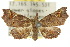  ( - 10ANIC-01808)  @13 [ ] CreativeCommons - Attribution (2010) CBG Photography Group Centre for Biodiversity Genomics
