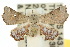  (Esthlodora - 10ANIC-01813)  @14 [ ] CreativeCommons - Attribution (2010) CBG Photography Group Centre for Biodiversity Genomics
