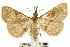  ( - 10ANIC-01838)  @11 [ ] CreativeCommons - Attribution (2010) CBG Photography Group Centre for Biodiversity Genomics