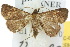  (Naarda calliceros - 10ANIC-01839)  @13 [ ] CreativeCommons - Attribution (2010) CBG Photography Group Centre for Biodiversity Genomics