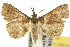  ( - 10ANIC-01840)  @11 [ ] CreativeCommons - Attribution (2010) CBG Photography Group Centre for Biodiversity Genomics