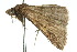  ( - 10ANIC-01841)  @13 [ ] CreativeCommons - Attribution (2010) CBG Photography Group Centre for Biodiversity Genomics