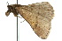  ( - 10ANIC-01842)  @13 [ ] CreativeCommons - Attribution (2010) CBG Photography Group Centre for Biodiversity Genomics