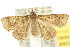  ( - 10ANIC-01843)  @14 [ ] CreativeCommons - Attribution (2010) CBG Photography Group Centre for Biodiversity Genomics