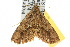  ( - 10ANIC-01853)  @13 [ ] CreativeCommons - Attribution (2010) CBG Photography Group Centre for Biodiversity Genomics