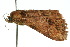  ( - 10ANIC-01855)  @12 [ ] CreativeCommons - Attribution (2010) CBG Photography Group Centre for Biodiversity Genomics