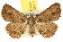  ( - 10ANIC-01856)  @11 [ ] CreativeCommons - Attribution (2010) CBG Photography Group Centre for Biodiversity Genomics