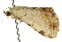  ( - 10ANIC-01866)  @14 [ ] CreativeCommons - Attribution (2010) CBG Photography Group Centre for Biodiversity Genomics