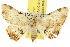  ( - 10ANIC-01867)  @11 [ ] CreativeCommons - Attribution (2010) CBG Photography Group Centre for Biodiversity Genomics