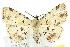  ( - 10ANIC-01869)  @15 [ ] CreativeCommons - Attribution (2010) CBG Photography Group Centre for Biodiversity Genomics